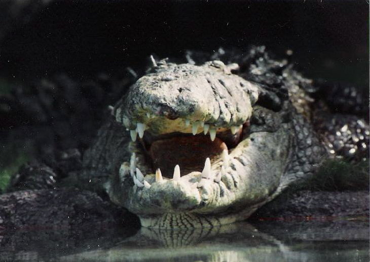 Alligator3.jpg
