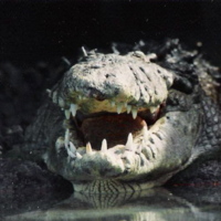 Alligator3.jpg